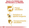 Yorkshire Terrier Adulto